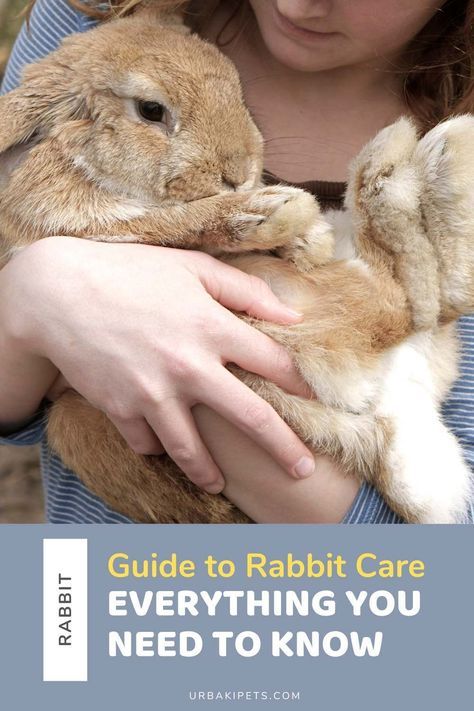 Taking Care Of Bunnies, Rabbit Pellets, Rabbit Behavior, Pet Rabbit Care, Parent Tips, Bunny Care, Rabbit Care, Bunny Lovers, Pet Rabbit