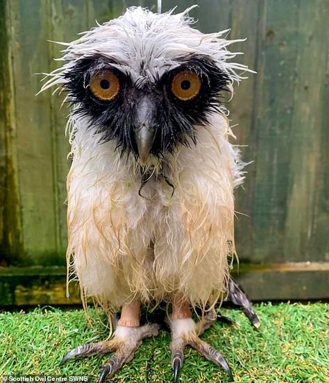 Too wet to woo! Soggy owl looks unimpressed with Scottish weather | Daily Mail Online Owl Cat, Neon Artwork, Owl City, Curious Creatures, Owl Pictures, Owl Decor, Owl Print, Farm Heroes, Baby Owls