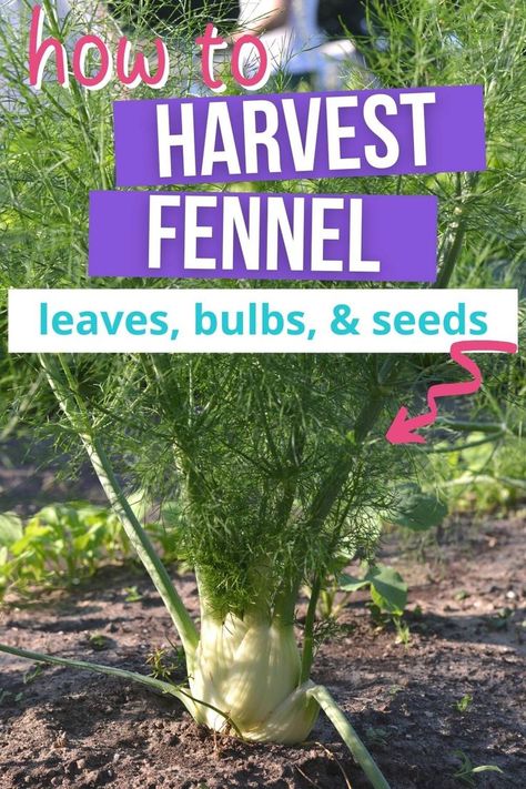 Discover everything you need to know about harvesting fennel in this guide to harvesting fennel bulbs, leaves, flowers, and seeds. Click through for your complete guide to harvesting fennel from your cool weather garden. Growing Fennel, Fennel Herb, Growing Bulbs, Backyard Plants, Garden Harvest, Starting A Garden, Cool Weather, Harvest Time, Food Garden