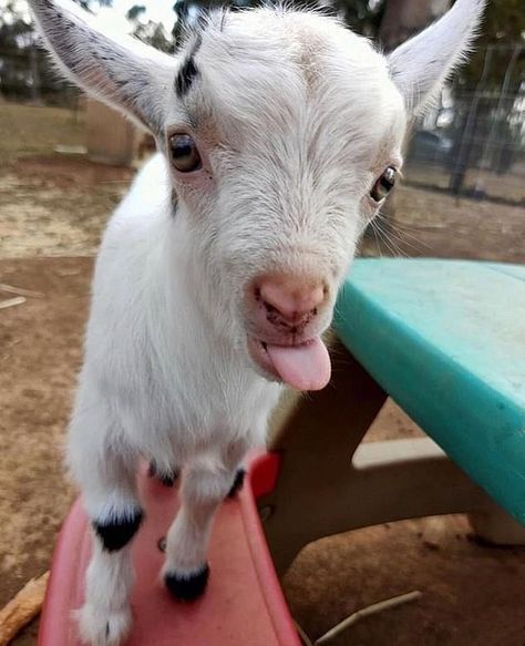 Silly Goat, Pygmy Goat, Baby Lamb, Baby Goats, Silly Animals, Sloth, Farm Animals, Fairy Tale, Baby Animals