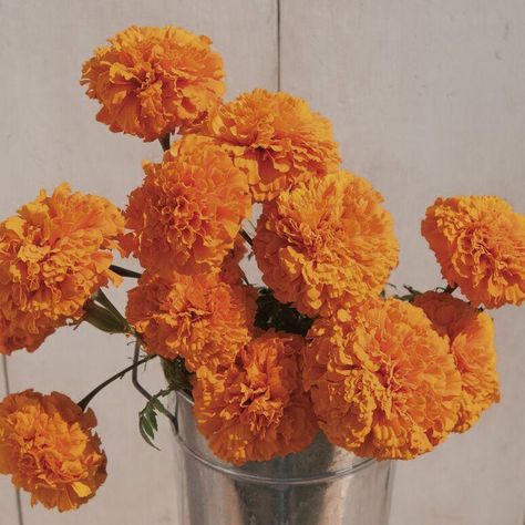 Flowers From 1970, Orange Aesthetics, Orange Things, Aesthetic Orange, Pastel Orange, Color Aesthetic, Orange You Glad, Orange Aesthetic, Orange Wallpaper