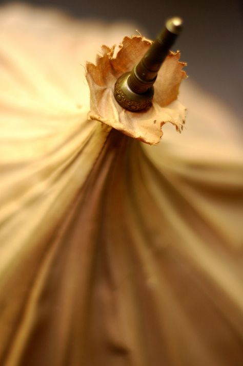 Detail of umbrella She Walks In Beauty, Under My Umbrella, Umbrellas Parasols, Caramel Color, Mellow Yellow, Pantone Color, Beautiful World, Beautiful Photo, Photo Inspiration