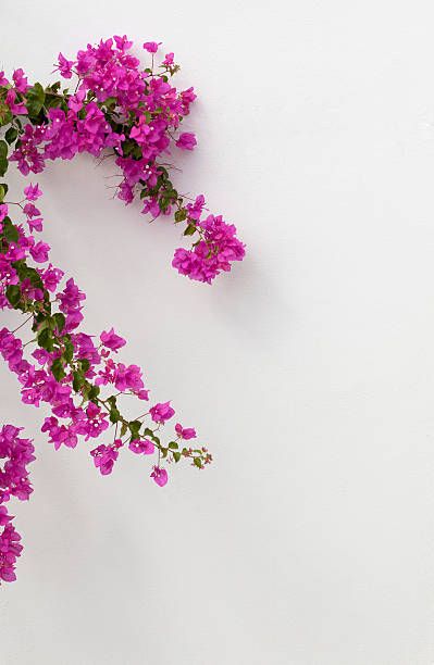 8,195 Bougainvillea Photos and Premium High Res Pictures - Getty Images Leaves Wallpaper Iphone, Rose Flower Arrangements, Flower Background Images, Doodle Art Flowers, Floral Cards Design, Blurred Background Photography, Vintage Flowers Wallpaper, Flowers Photography Wallpaper, 1080p Anime Wallpaper