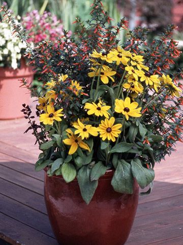 11 Top Butterfly Container Garden Ideas -     Bring butterflies to your garden -- even if you have just a deck or patio -- with these easy container recipes. Salvia Splendens, Firecracker Plant, Halloween Flower Arrangements, Butterfly Garden Plants, Yellow Planter, Container Garden Ideas, Container Garden Design, Areas Verdes, Halloween Flowers