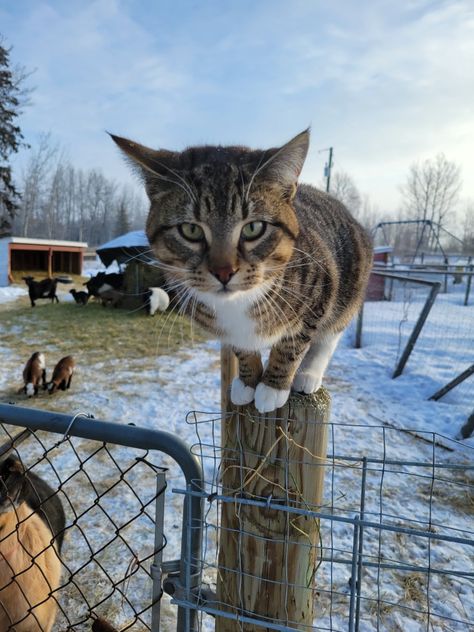 Farm Cat Aesthetic, Barn Cat Aesthetic, Farm Pets, Farm Cat, Farm Aesthetic, Barn Cat, Cat Farm, Future Farms, Outdoor Cat