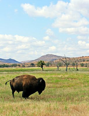 Wichita Mountains Wildlife Refuge, Lawton Oklahoma - went many times as a little kid. Can't wait to take my rugrat someday Oklahoma Wildlife, Visit Oklahoma, Oklahoma Landscape, Kansas Prairie, Pawhuska Oklahoma, Lawton Oklahoma, Fort Sill, Wichita Mountains, Prairie Dogs