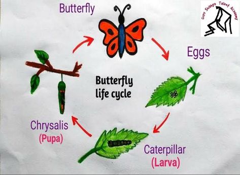 Life Cycle Drawing, Butterfly Easy Drawing, Cycle Of Butterfly, Cycle Drawing, Butterfly Life Cycle, Butterfly Drawing, Easy Drawing, Life Cycle, Life Cycles