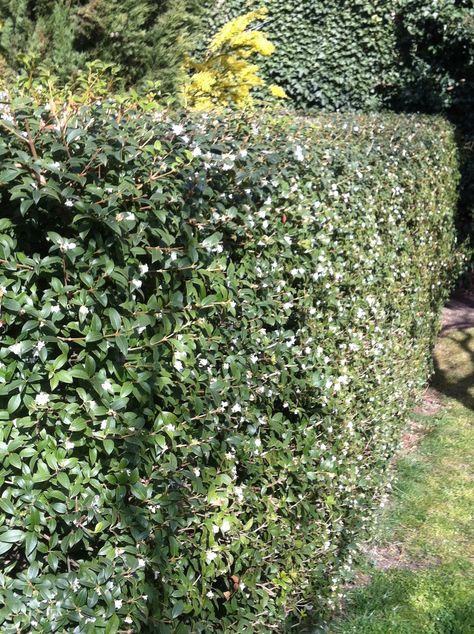 osmanthus burkwoodii - fragrant hedge Osmanthus Burkwoodii, Osmanthus Fragrans, Hedge Plants, Evergreen Hedge, Living Fence, Garden Screening, Garden Compost, Garden Shrubs, Landscape Plan