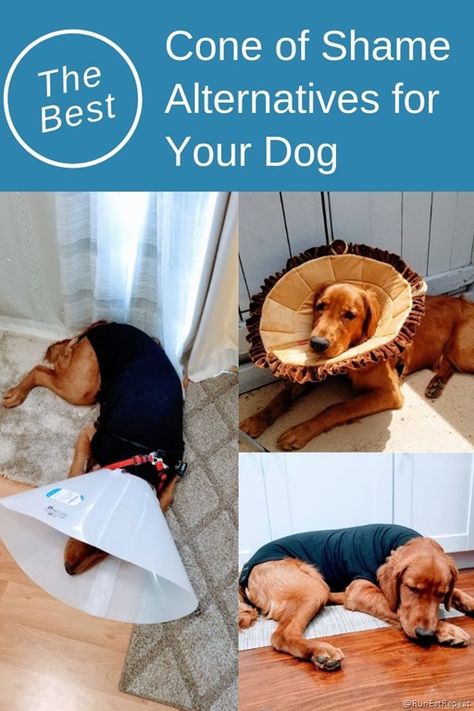 The Best Cone of Shame Alternatives for Dogs Cone Alternative For Dogs Diy, Homemade Dog Cone, Cone Of Shame Alternatives, Dog Cone Alternative, Seaweed Bath, Cones Diy, Cone Collar, Dogs Diy Projects, Bath Detox