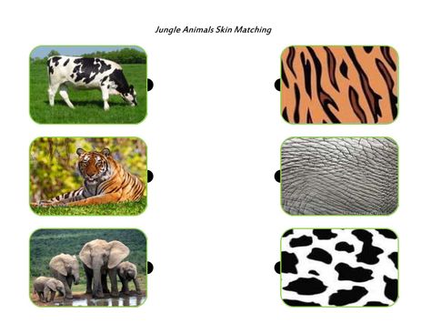 Jungle Animals Skin Matching Animal Pictures For Kids, School Printables, Cartoon Flowers, Homeschool Preschool, Animal Skin, Jungle Animals, Riddles, Animal Pictures, Dog Food Recipes