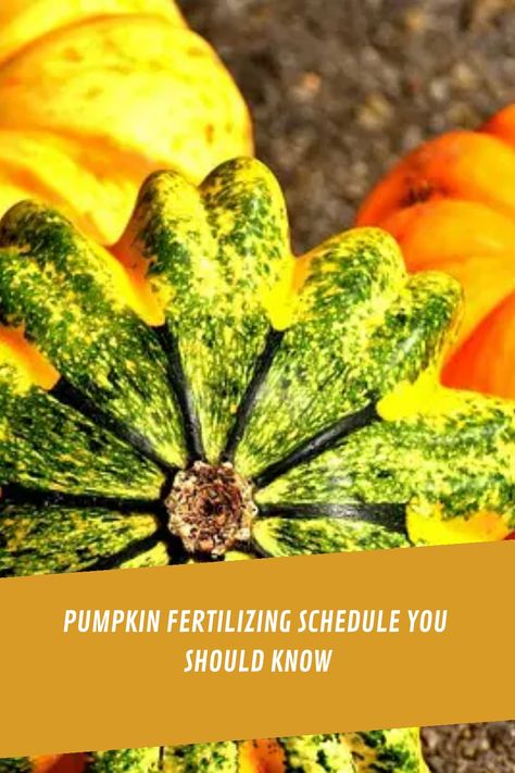 Pumpkin Learning, Types Of Pumpkins, Planting Pumpkins, Pumpkin Garden, Growing Pumpkins, Liquid Fertilizer, Vegetable Gardening, Photosynthesis, Plant Growth