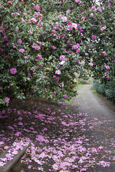 How to prune camellias: and the best time of the year to do so | Country When To Prune Camellias, How To Prune Camellias, Camillia Bush Landscape, Camillia Bush, Camilla Tree, Camelia Tree, Camellia Tree, Camellia Plant, Yard Plants