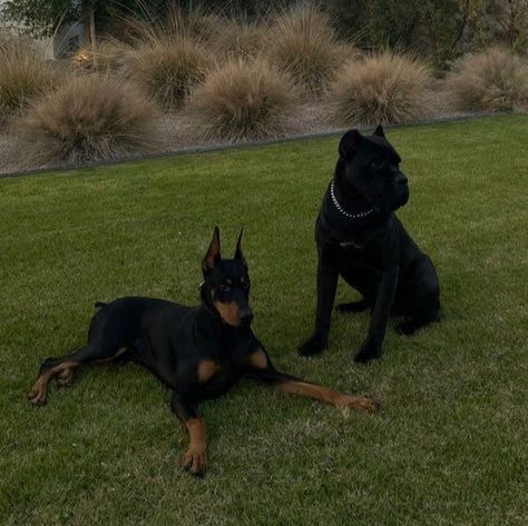 Black Dogs, Cane Corso, Doberman, The World, Dogs, Green, Photography, Black