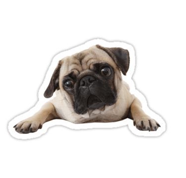 Happy Pug, Pug Dogs, Pug Art, Computer Sticker, Stickers Printable, Disney Moana, Cricut Craft Room, Stickers For Sale, Dog Stickers