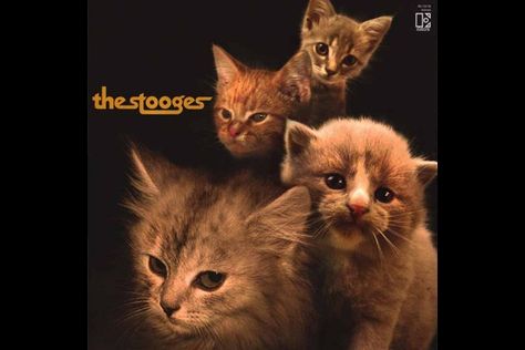 Cat Groomer, Rock Album Covers, Classic Album Covers, Kitten Meowing, Pet Kitten, Beastie Boys, Janis Joplin, Funny Cat Memes, The Clash