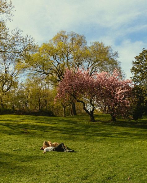 under the cherry blossom trees #couplesphotography #storytellingphotography #cinematicphotography #centralparkphotography #newyorkcityphotography #authenticlovemag #777luckyfish Cherry Tree Photoshoot, Couple Under Cherry Blossom Tree, Couple Under Tree, Cherry Blossom Trees, Storytelling Photography, Blossom Tree, Cherry Blossom Tree, Cinematic Photography, Blossom Trees