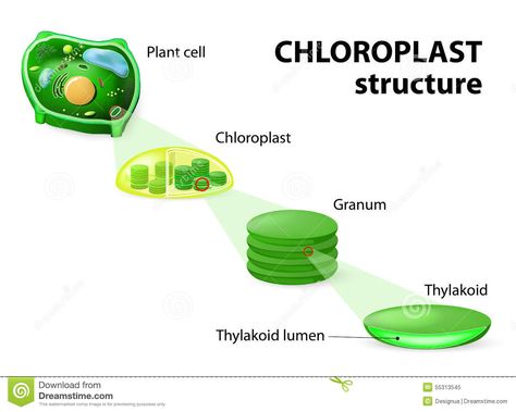 Chloroplast Structure, Plant Cell, Royalty Free Images, Stock Illustration, Stock Vector, Vector Images, Vector Illustration, Stock Images, House Design