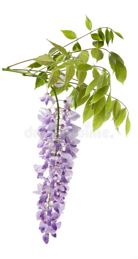 Wisteria Photography, Changeling Rogue, Wisteria Leaves, Wisteria White, Floral Sketches, Wisteria Flower, Wisteria Lane, Wisteria Flowers, Flower Varieties