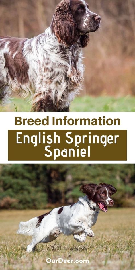 Bench English Springer Spaniel, English Springer Spaniel Grooming, Springer Puppies, Dogs Hunting, English Hunting, English Springer Spaniel Puppy, English Spaniel, Field Spaniel, English Dogs