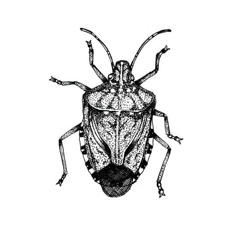 Stink Bug Illustration, Stinkbug Tattoo, Stink Bug Tattoo, Bugs Drawing, Stink Bugs, Bug Tattoo, Pen Drawing, Animal Illustration, Bugs