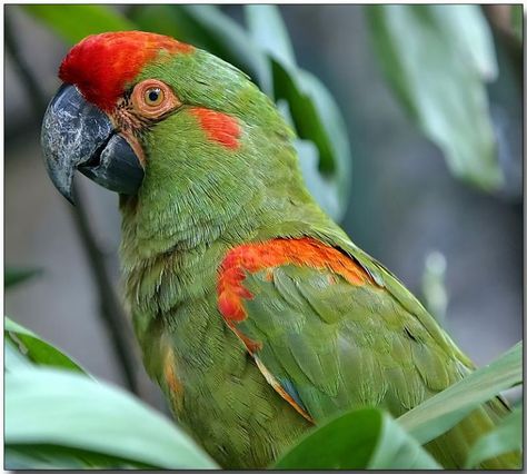 The Red-fronted Macaw is native to a small mountainous area of south-central Bolivia situated about 200 km west of Santa Cruz, where the climate is medium altitude semi-desert. Description from pbase.com. I searched for this on bing.com/images Parrot Pet, Parrot Bird, Exotic Birds, Tropical Birds, Colorful Birds, Bird Species, Bolivia, Birdy, Amazing Nature