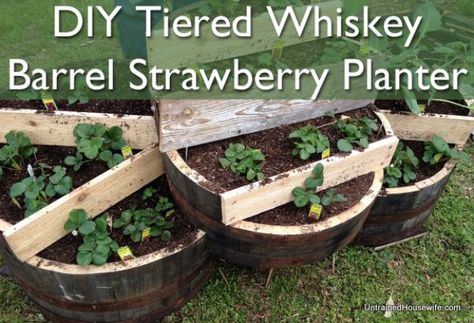 Tiered Whiskey Barrel Strawberry Planter Strawberry Planters Diy, Whiskey Barrel Planter, Budget Flowers, Barrels Diy, Strawberry Planter, Strawberry Pots, Tiered Planter, Strawberry Planters, Planter Project