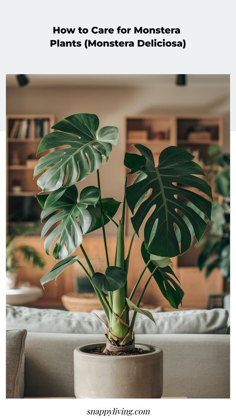 Are you an indoor plant enthusiast? Then you must be familiar with Monstera plants! With their striking glossy leaves and unique holes, Monstera plants are a fabulous way to bring a tropical vibe into your living space. But what's the secret to caring for these beauties and ensuring they flourish in your home? Learn all about Monstera plant care tips here! Healthy Monstera Plant, Monstera Deliciosa Care, Monstera Care, Monstera Plant Care, Plants Monstera, Home Sanctuary, Monstera Plants, Inktober 2024, Plant Care Tips