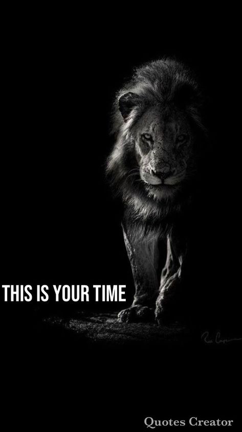 Alpha Quotes Motivation, Alpha Female Quotes, Alpha Quote, Inspirational Smile Quotes, Lion Quotes, Design Quotes Inspiration, Lion Artwork, Spiritual Wallpaper, Lion Photography