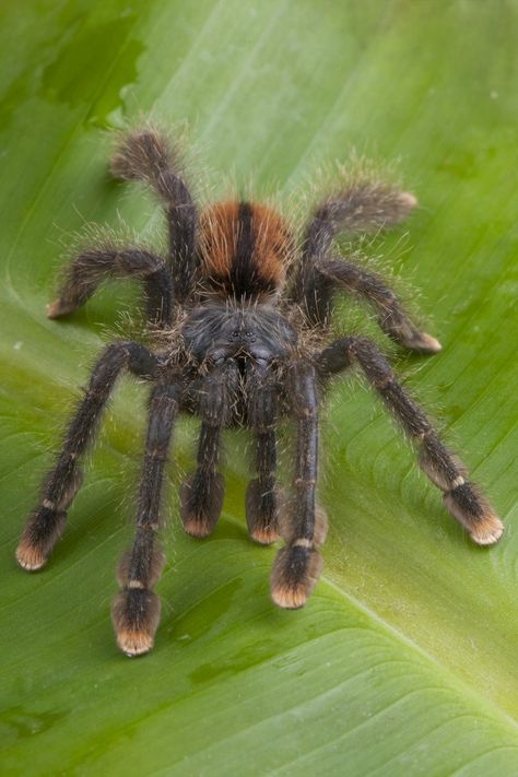 Pink Toed Tarantula, Pink Toe Tarantula, Pink Toes, Arachnids, South American, Art Reference, Insects, Google Search, Animals