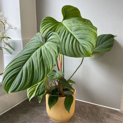 Big Leaf Plants, Dragon Garden, Plant Wishlist, Plant Mama, Philodendron Plant, Weird Plants, Apartment Plants, Inside Plants, Plant Therapy