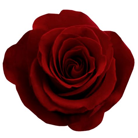 Red Rose Png, Rose Png, Rosé Png, Red Charm, Fragrant Roses, Gothic Rose, Illustration Blume, Soap Making Supplies, Rose Pictures