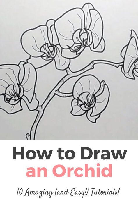 How to Draw Orchids Step by Step Easy. The Best 10 Tutorials on How to Draw an Orchid. Learn How to Draw an Orchid Easy with the Best Online Video Tutorials with acrylic, watercolor, pencils, charcoal and many more techniques! They're very easy both for beginners, intermediate and advanced artists! Drawing ideas easy with pencils and more techniques! How To Draw An Orchid Step By Step, Orchid Drawing Simple, Orchid Flower Drawing, Watercolor Painting Easy, Orchid Drawing, Orchids Painting, Watercolor Pencil Art, Plant Sketches, Learning Art