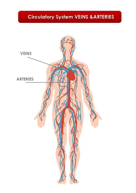 This is a Circulatory System Veins and Arteries template with labels to help medical students in their studies and save them time to prepare study materials for group sessions. The template is customizable with a few drags and drops in MyDraw. Arteries And Veins, Human Body Systems, Circulatory System, Body Systems, Medical Students, Study Materials, Nursing Students, Biology, Medical