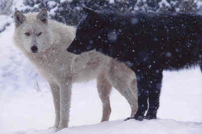 White and Black Wolves by Wolf Dragon, via Flickr Two Wolves, Wolf Wallpaper, Wolf Love, Wolf Pictures, Beautiful Wolves, Bad Wolf, White Wolf, Black Wolf, Wolf Dog