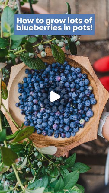 Connie Cao ⋆ Naarm/Melbourne, Australia on Instagram: "BLUEBERRY GROW GUIDE. As requested, my top tips for getting started with growing lots of blueberries below 👇🏼 🫐 It all starts with growing them in pots! Blueberries require an acidic soil pH to grow well so the easiest way to control this is by growing them in pots. I go from baby plant straight to a 40-50cm diameter pot. Don’t tease the roots when doing so, as they are sensitive 🫐 Use an acidic potting mix! In Australia, you can get @lovethegarden_au rose, gardenia and azalea potting mix (the maroon coloured bag) that is acidic. It’s what I use and it works really well 🫐 Give it morning sun or part shade I find the plants quite sensitive to sunburn, so keep out of the hot afternoon sun 🫐 Give it lots of water. Blueberries love Potted Blueberries, Acidic Soil, Nut Trees, Growing Blueberries, Afternoon Sun, Garden Help, Soil Ph, Urban Gardening, Morning Sun