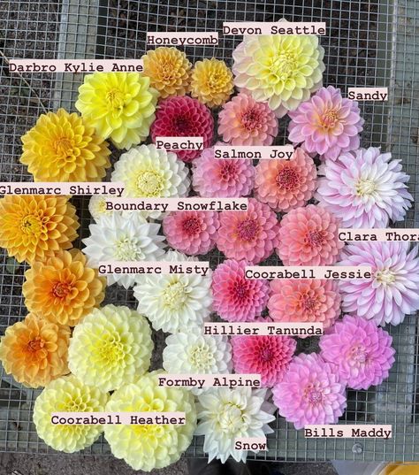 Heidi | DAHLIAS OF AUSTRALIA on Instagram: “💛🩷🤍 👉swipe for dahlia names #dahlias” Dahlia Flower Garden, Dahlia Varieties, Flower Board, Flower Identification, Vegetable Garden Tips, Dahlias Garden, Flower Names, Flat Lays, Dahlia Flower