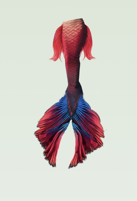 Mermaid Tail Claims, Siren Tail Art, Red Merman Tail, Red Mermaid Tail, Mermaid Tail Designs, Mermaid Tail Art, Mermaid Tail Drawing, Siren Tail, Merman Tails