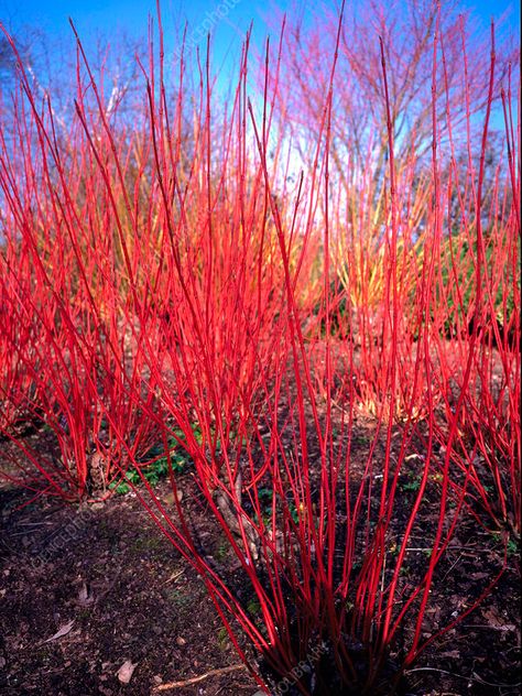 Cornus alba sibirica. - Stock Image - B804/2353 - Science Photo Library Cornus Alba Sibirica, Structural Planting, Willow Structures, Cornus Alba, Landscaping Around Trees, Bog Garden, Winter Gardens, Meadow Garden, Planting Ideas