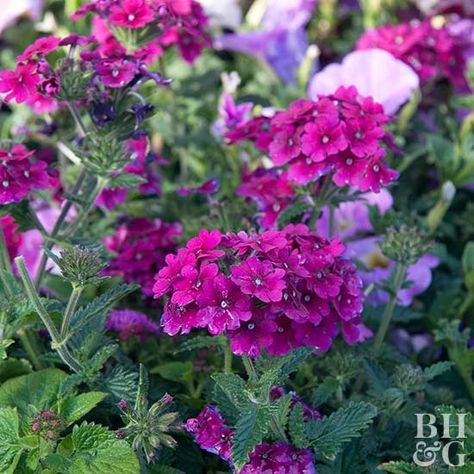 . Caramel Tarts, Gemüseanbau In Kübeln, Wave Petunias, Sweet Potato Vine, Flower Containers, Potato Vines, Fall Planters, Green Side, Have Inspiration