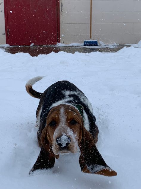 Basset Hound Aesthetic, Gray Wolves, Bassett Hound, Basset Hound Dog, Basset Hounds, Grey Wolf, Hound Dog, Basset Hound, Animals Of The World