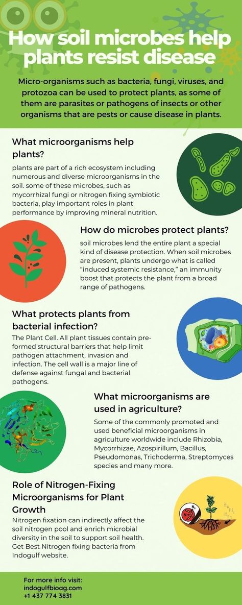 Nitrogen fixation can affect the soil nitrogen pool and enrich microbial diversity in the soil to support soil health. Mycorrhizal Fungi, Soil Microorganisms, Mineral Nutrition, Nitrogen Fixation, Plant Science, Soil Health, Plant Health, Wood Tree, Urban Farming