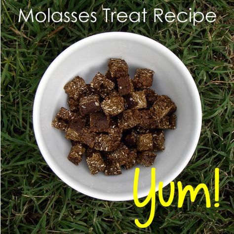 Bake a batch of these to give to your horse as a special training treat. Cook a bit longer if you want a drier / crunchy treat. Ingredients: 1 cup quick oats 1 cup oat bran 1/2 cup flour 2 tablespoons salt 1 cup molasses Directions: Preheat oven to 350 ºF (180 ºC). Grease a square baking tray (about 9 inches x 9 inches). Combine dry ingredients in a bowl. Add molasses. Mixture should be sticky but not wet. If wet, add more flour. If the mixture is too dry, add more molasses. Spread mixture ... Equestrian Diy, Horse Tricks, Homemade Horse Treats, Animal Treats, Horseback Riding Tips, Horse Cookies, Horse Food, Oat Bran, Horse Ideas