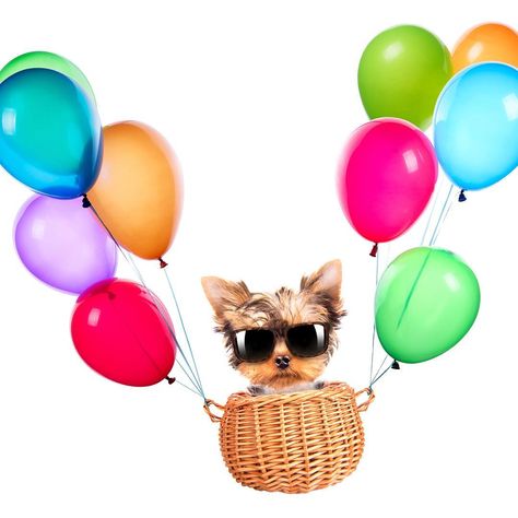 #partiyorkie #petsofig #persiancatstagram #catstagram #catsofinstagram #petstagram #catloversclub #cat #catoftheday #petshop #petsofinstagram #cats #persiancats #persiancat_feature #catloversworld #catlover #persiancat #persiancatlovers #catloverclub #catlover😻 #persiancatsofinstagram #catlovers #petsagram #petscorner #pets Happy Birthday Yorkie, Yorkie Artwork, Yorkie Birthday, Good Night Babe, Best Mystery Books, Yorkie Moms, Happy Birthday Photos, Yorkie Puppy, Happy Birthday Greetings