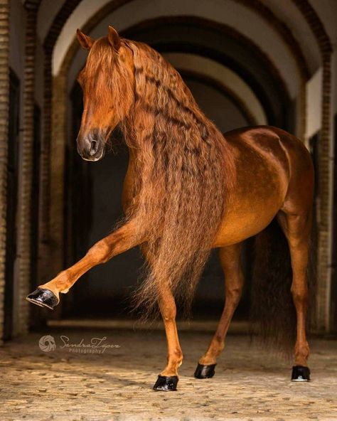 Beautiful PSL Stallion, Groton - Sandral Photography Rasy Koni, Horse Mane, Beautiful Horse Pictures, Horse Inspiration, Andalusian Horse, Most Beautiful Horses, Most Beautiful Animals, Majestic Horse, Chestnut Horse