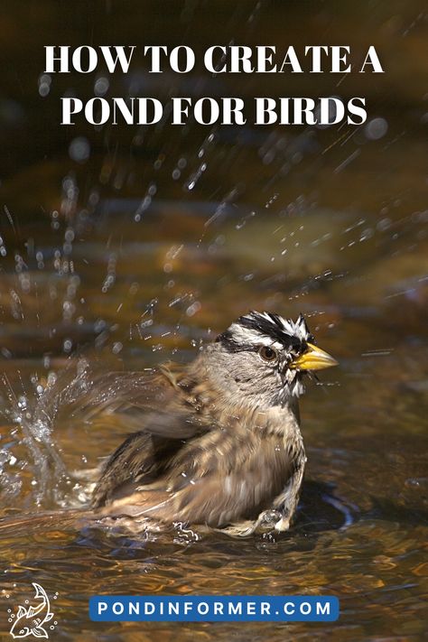 Want to attract birds to your pond? Learn how to create a pond that birds will love with Pond Informer's recommendations. Diy Wildlife Pond, Bath Pond, Wildlife Pond, Wildlife Facts, Sustainable Homestead, Pond Kits, Homestead Ideas, Diy Pond, Fountains Backyard