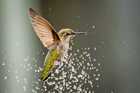 Water Feature Diy, Sugar Water For Hummingbirds, Hummingbird Water, Baby Hummingbirds, Hummingbird Photos, Hummingbird Nests, Diy Bird Bath, Hummingbird Garden, Diy Birds