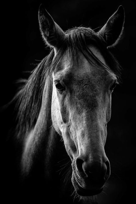 White Horse Photography, Wild Animals Photography, Black And White Face, Black And White Picture Wall, Horse Face, Horse Drawings, Black Animals, Horse Photos, Black And White Portraits