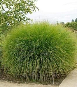 Miscanthus Gracillimus, Miscanthus Sinensis Gracillimus, Deer Resistant Shrubs, Miscanthus Sinensis, Deer Resistant Perennials, Long Blooming Perennials, Perennial Grasses, Drought Tolerant Landscape, Sun Perennials