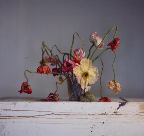 Wilted Flowers, Growth And Decay, Art Alevel, Beauty Products Photography, Poppy Flowers, Paris Photo, British Artist, Poppy Flower, Art Fair