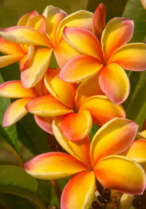 i love all the different types of plumeria!! Flores Plumeria, Fleur Orange, Plumeria Flowers, Kunst Inspiration, Hawaiian Flowers, Beautiful Colours, St Thomas, Flowering Trees, Exotic Flowers